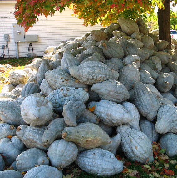 Hubbard Squash? Yes, Please!